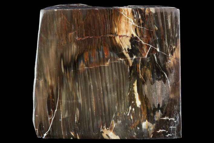 Petrified Wood (Araucioxylon) - Circle Cliffs, Utah #104657